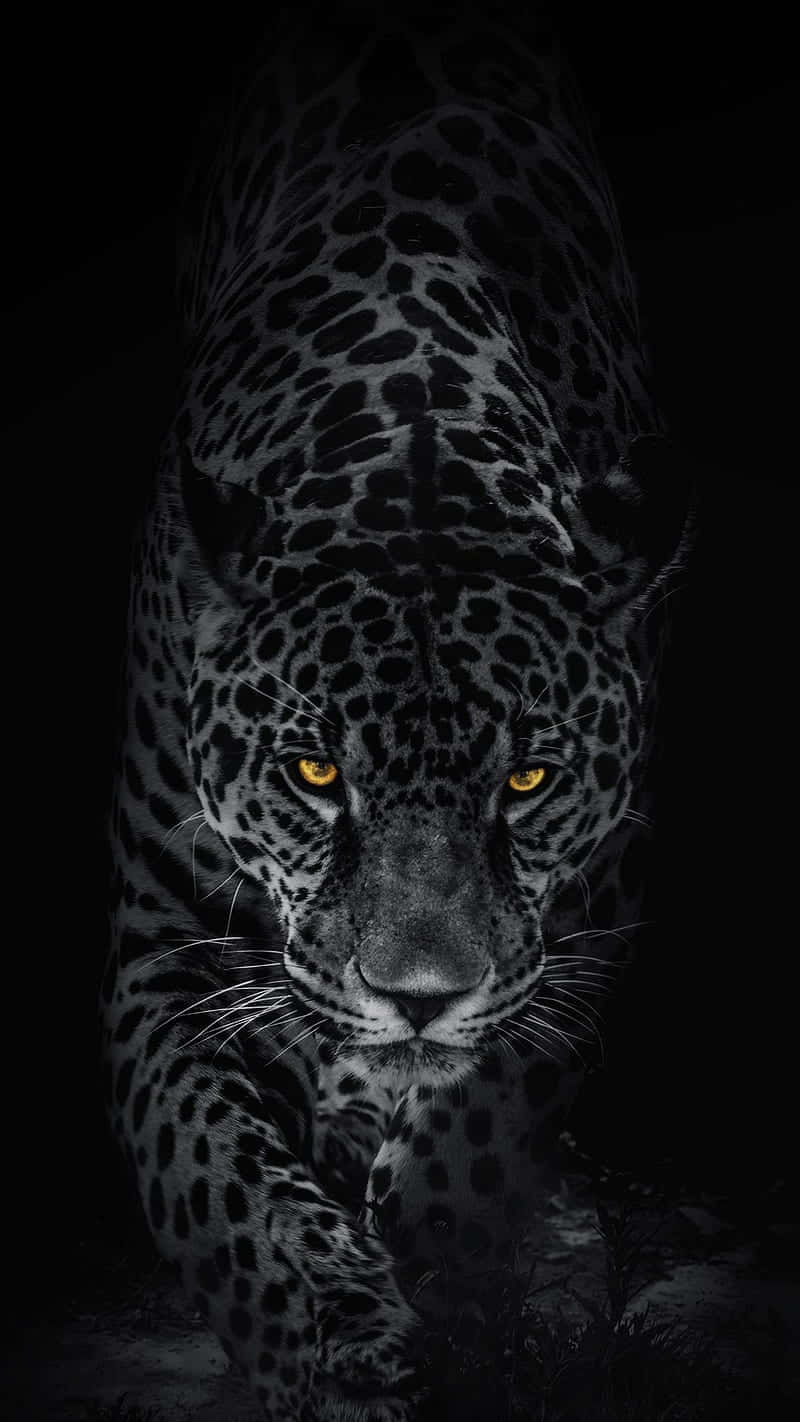 Black Leopard, glowing amber eyes, pitch-black background, HD Phone Wallpaper