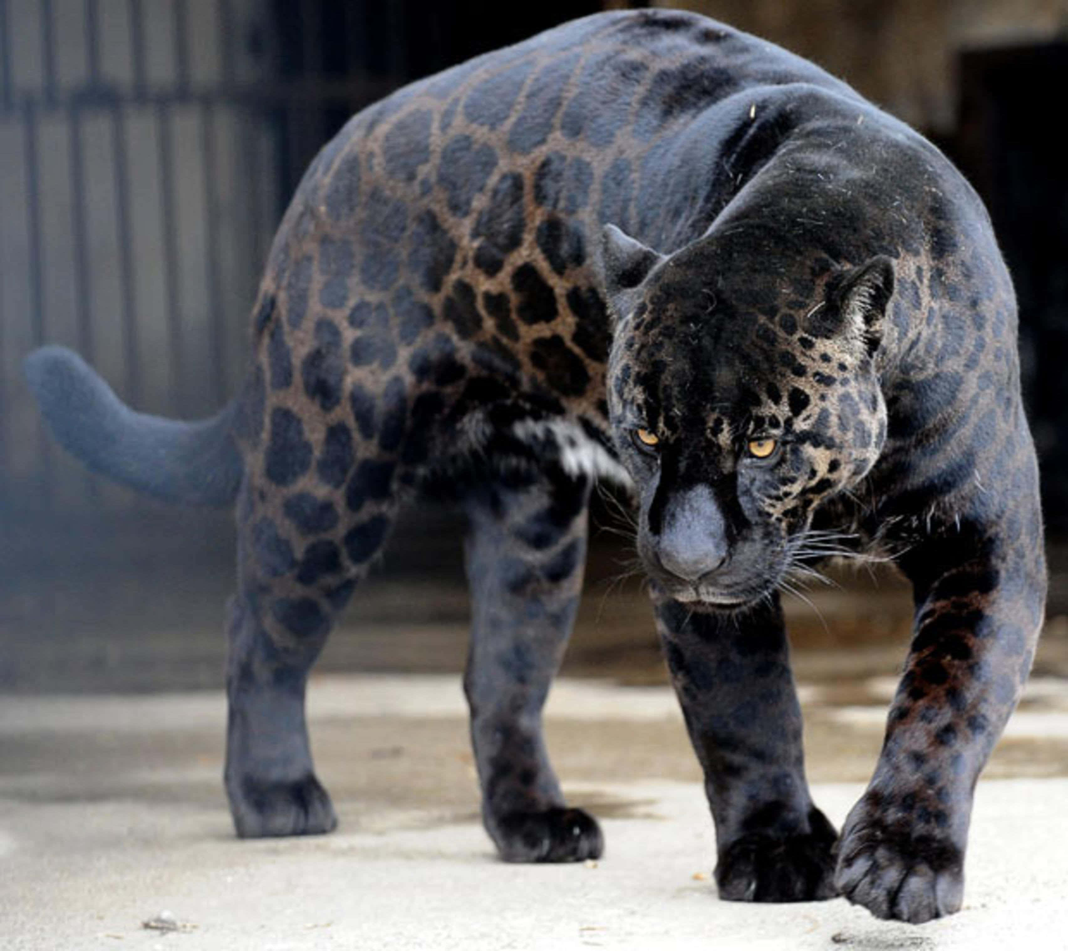 black leopard, golden eyes, spotted coat, 2K Desktop Wallpaper