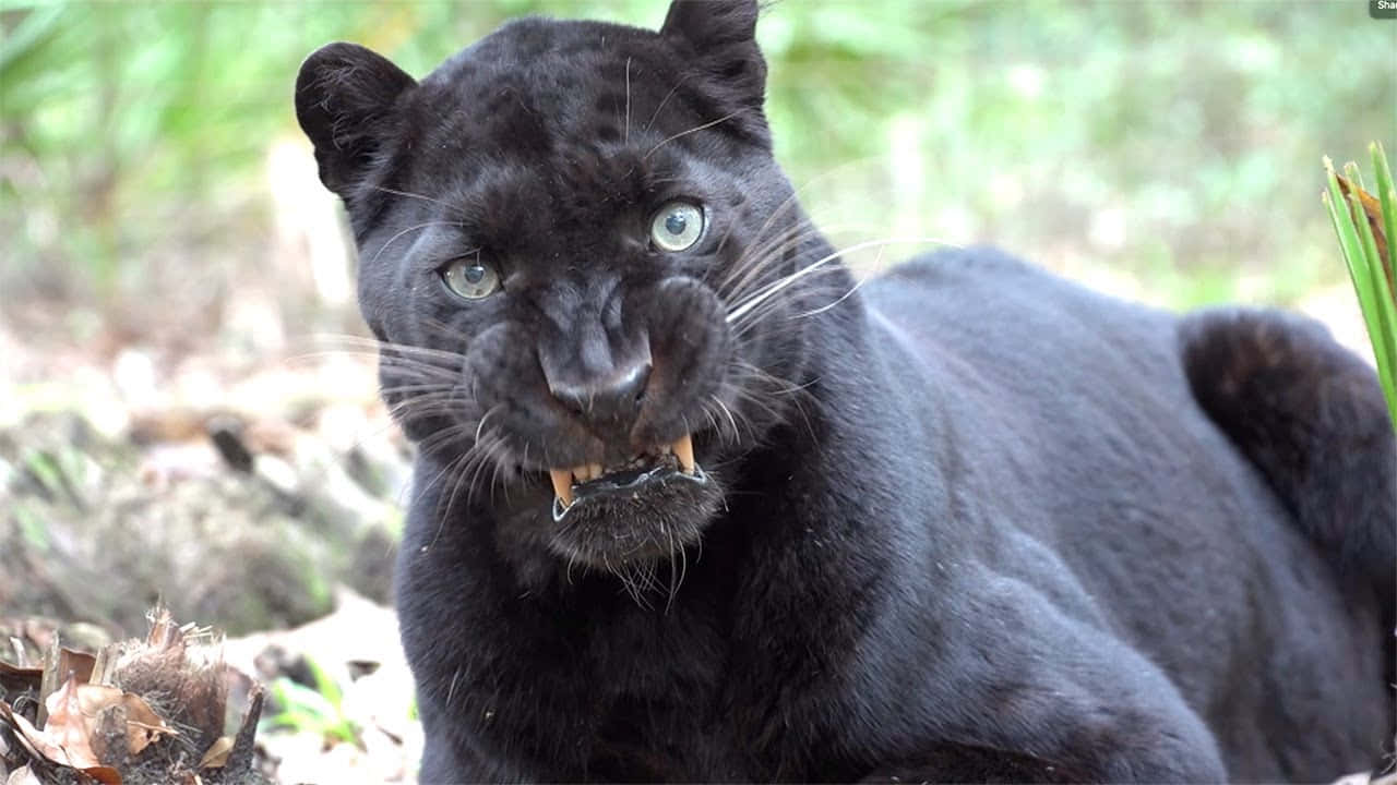 black leopard, piercing green eyes, forest floor, HD Desktop Wallpaper