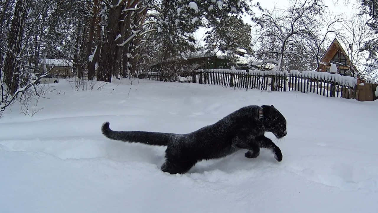 black leopard, vibrant green eyes, deep snow, HD Desktop Wallpaper