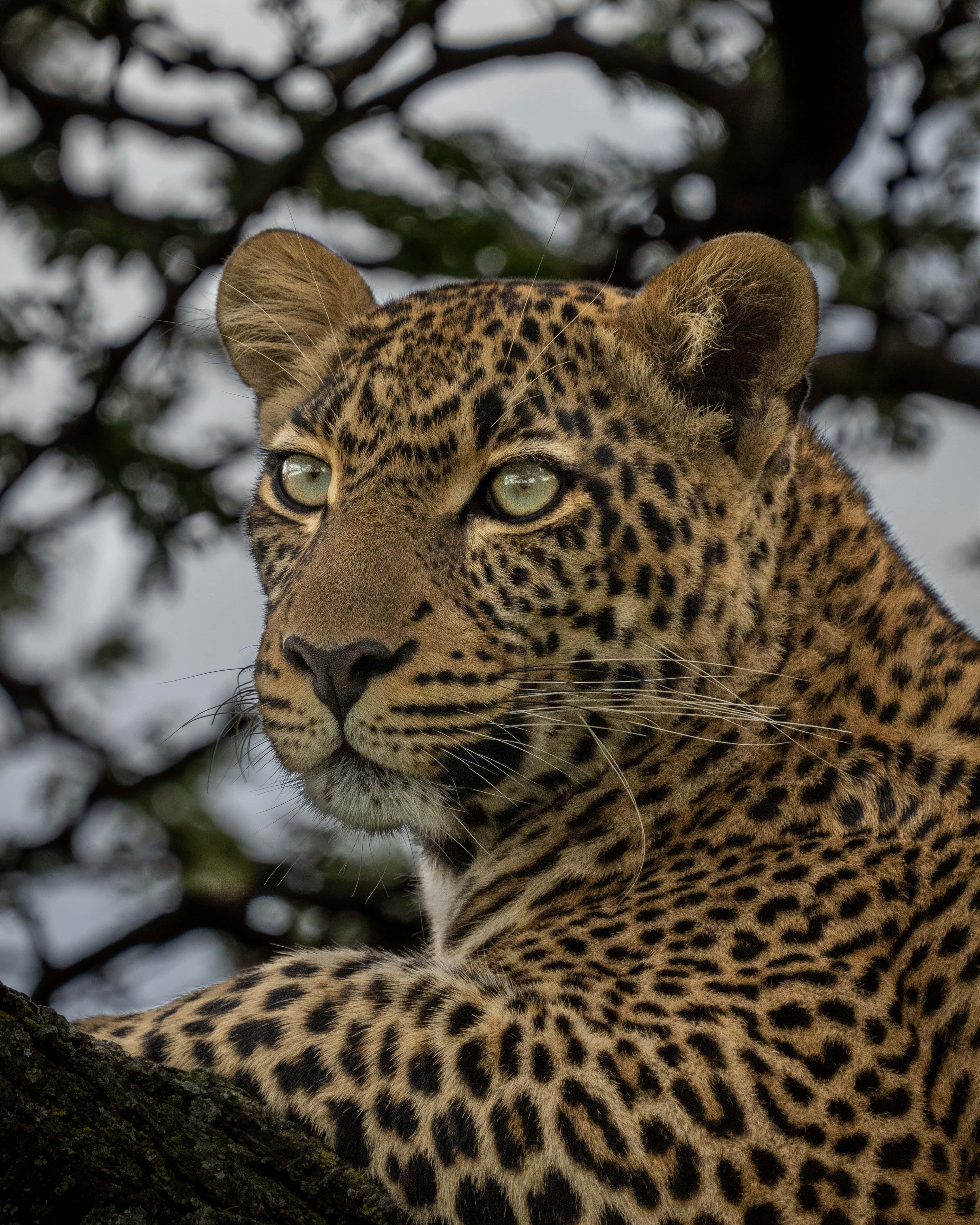 black leopard, green eyes, spotted fur, 4K Phone Wallpaper