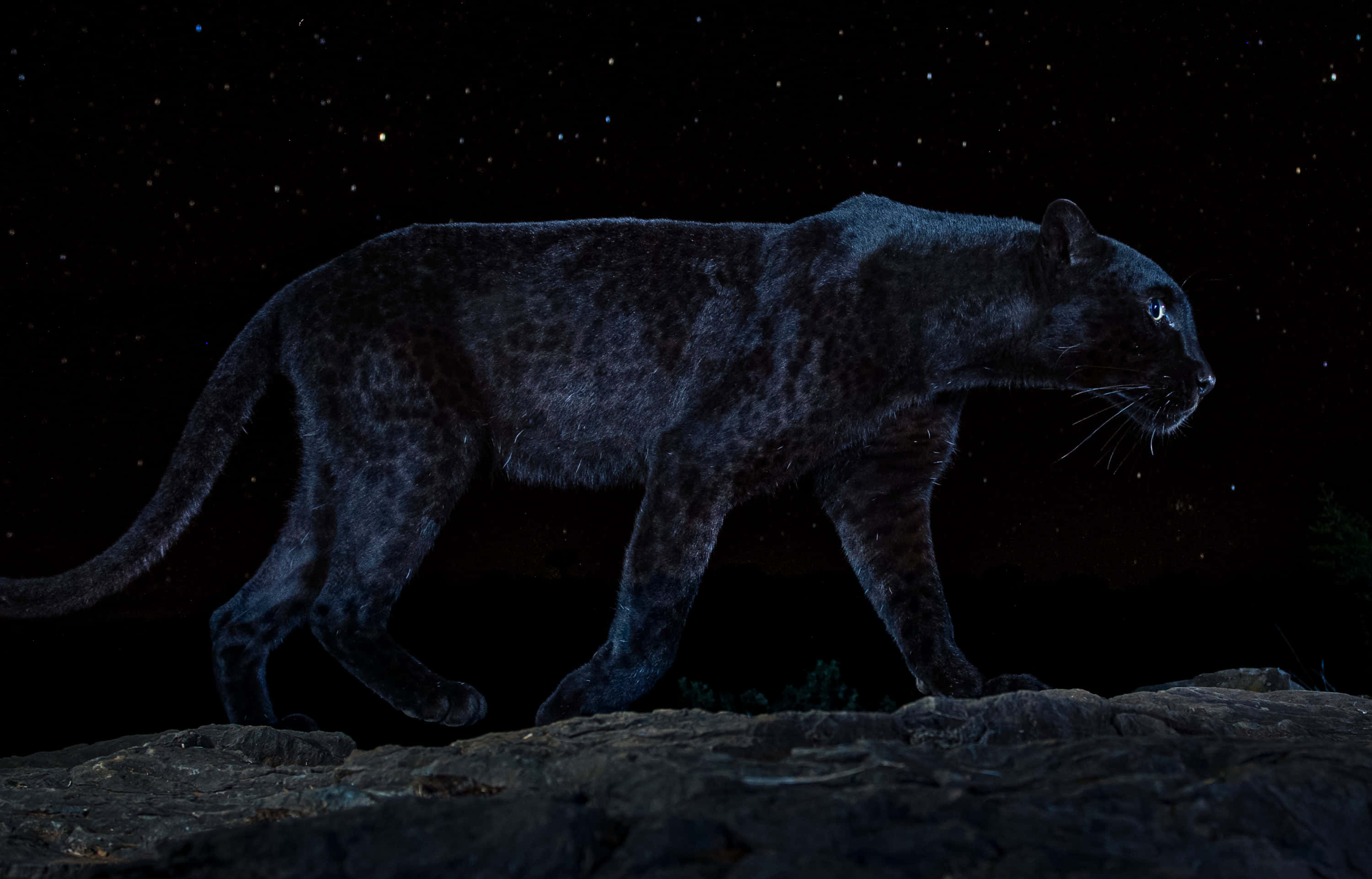 Black Leopard, glowing eyes, rocky outcrop, 2K Desktop Wallpaper