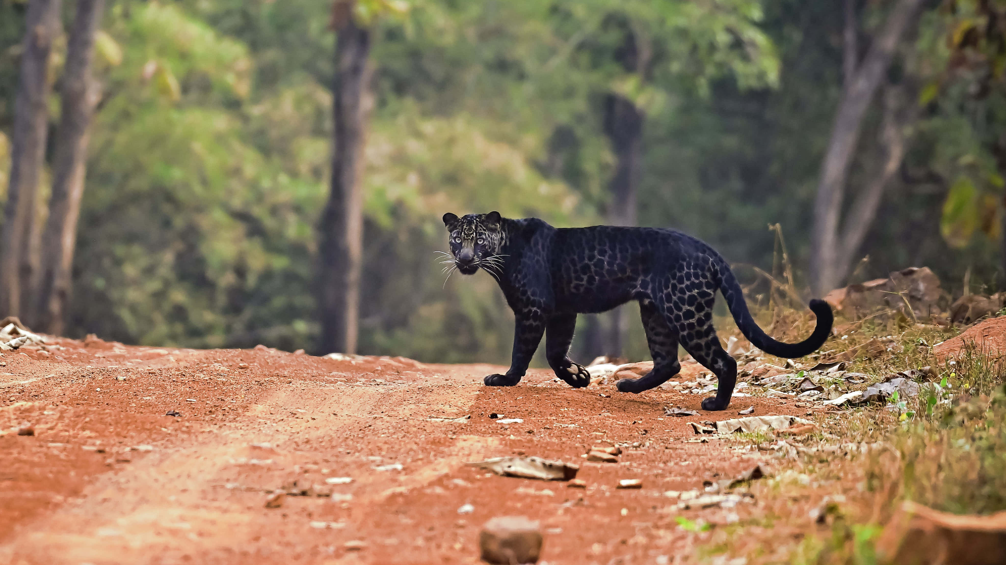 Black Leopard, spotted coat, reddish dirt path, 4K Desktop Wallpaper