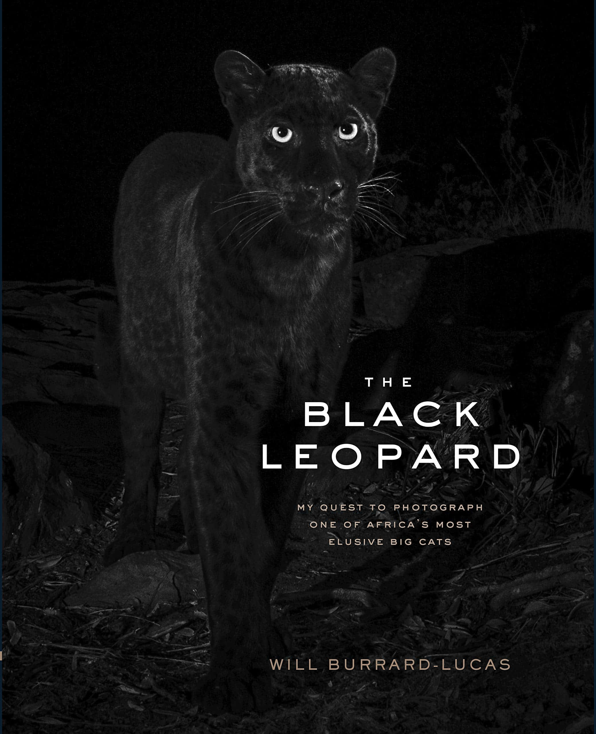 Black Leopard, 2079, 2560, 2K Phone Wallpaper