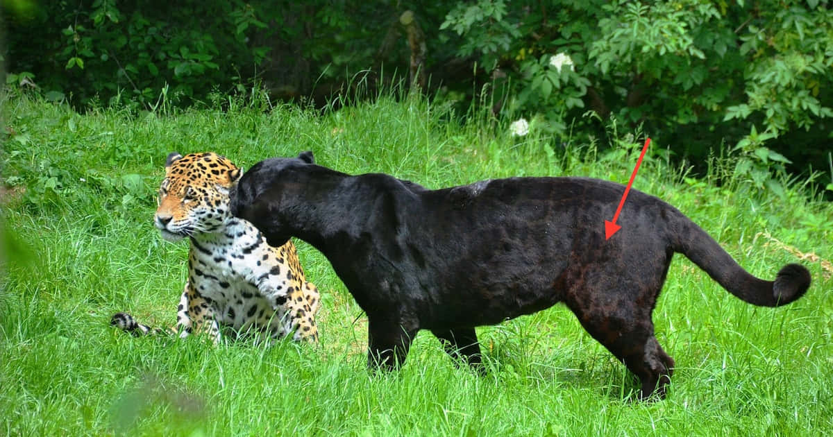 black leopard, spotted leopard, lush green grassy field, SD Desktop Wallpaper