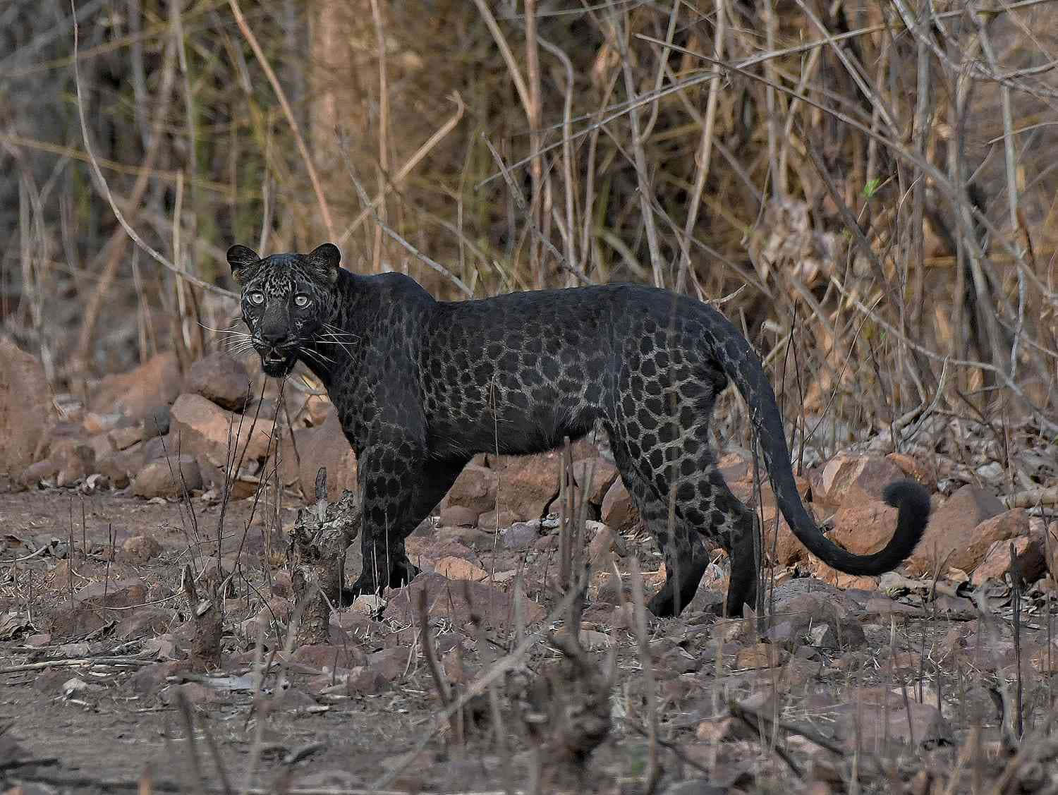 black leopard, glowing eyes, dry brush, HD Desktop Wallpaper