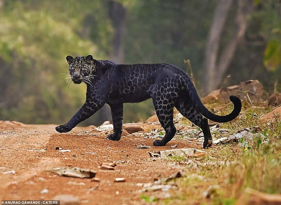 Black Leopard, African plains, spotted fur, SD Desktop Wallpaper