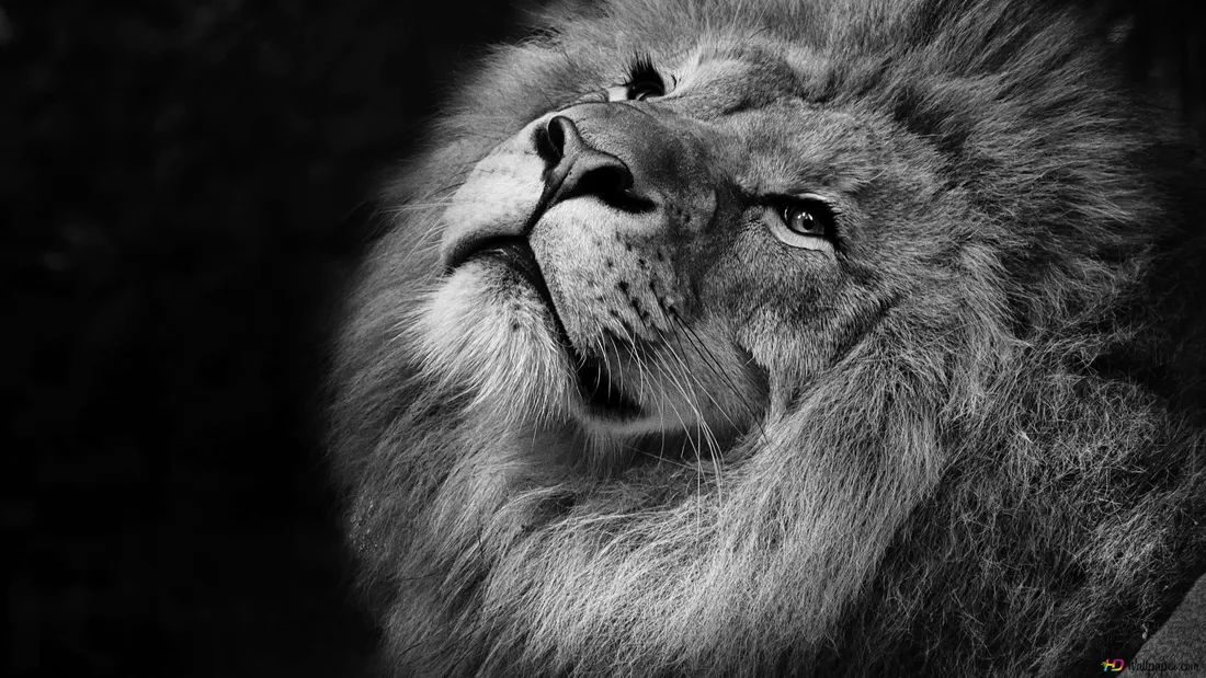 Black Lion