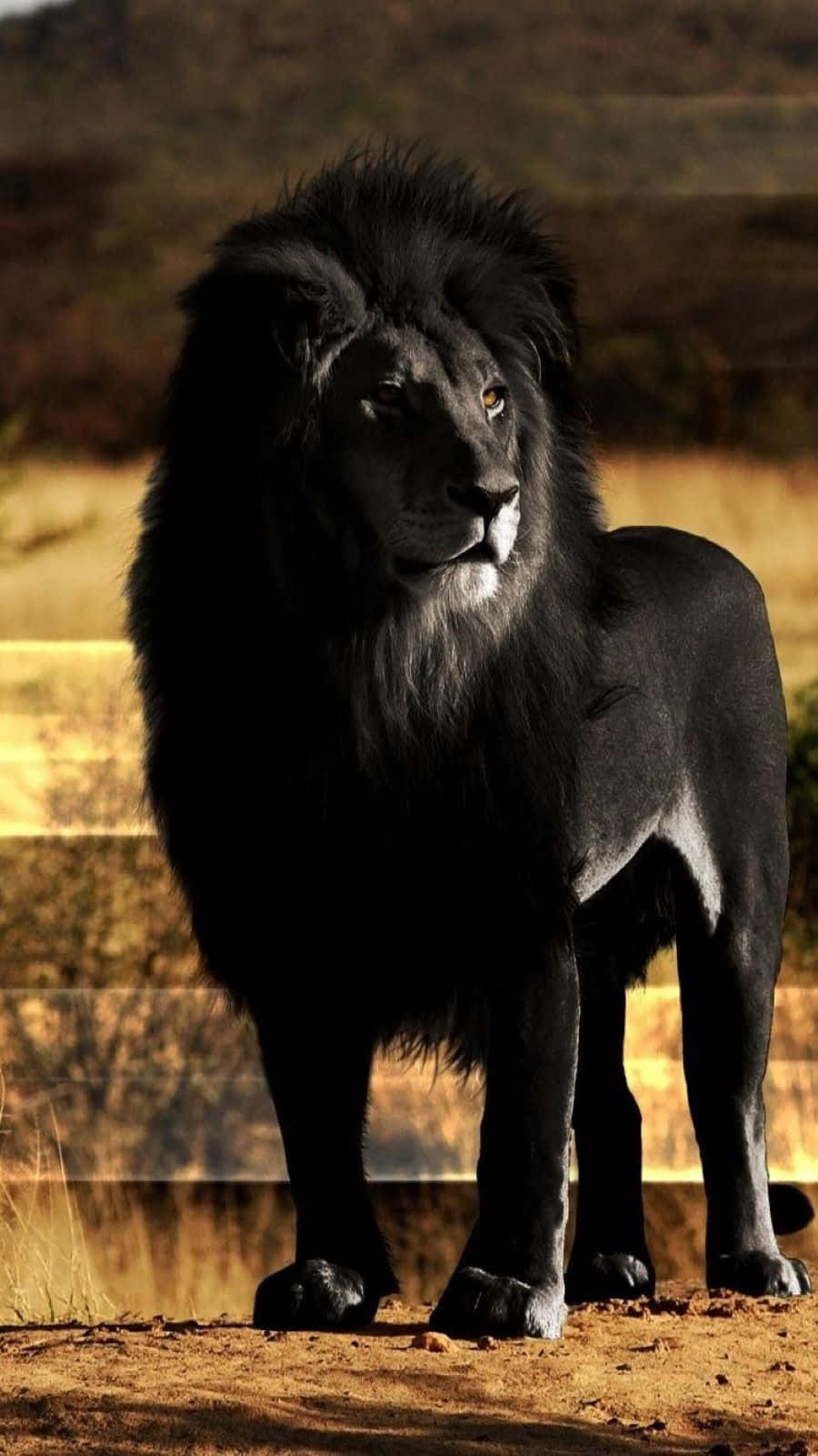 Black Lion, golden savanna light, regal mane, HD Phone Wallpaper