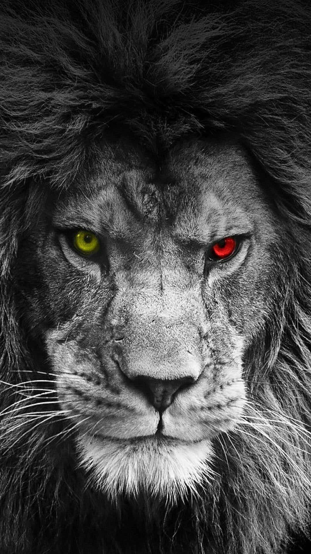 Black Lion, 1080 x 1920, lion, Full HD Phone Wallpaper