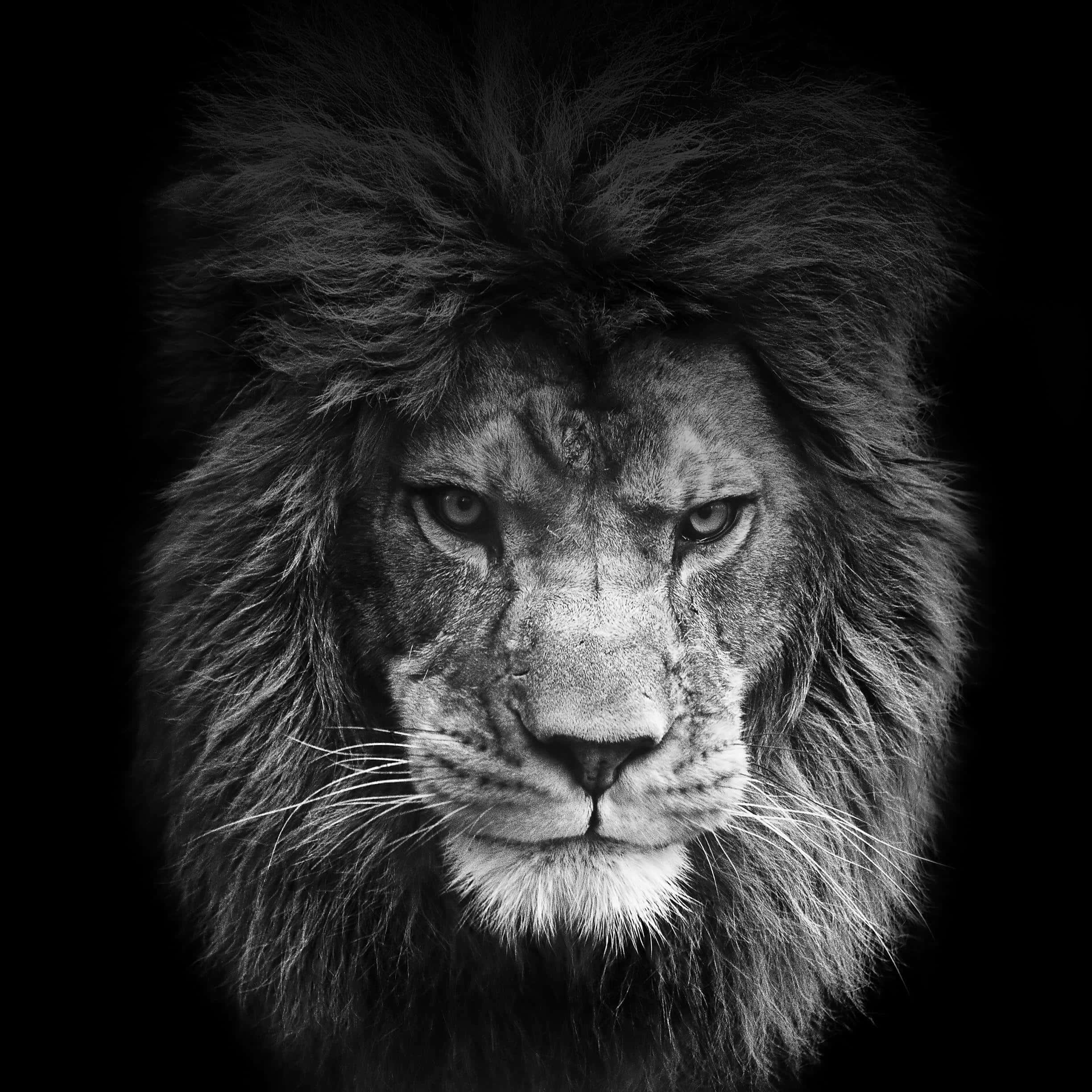 Black Lion, male lion, piercing eyes, Full HD Desktop Wallpaper