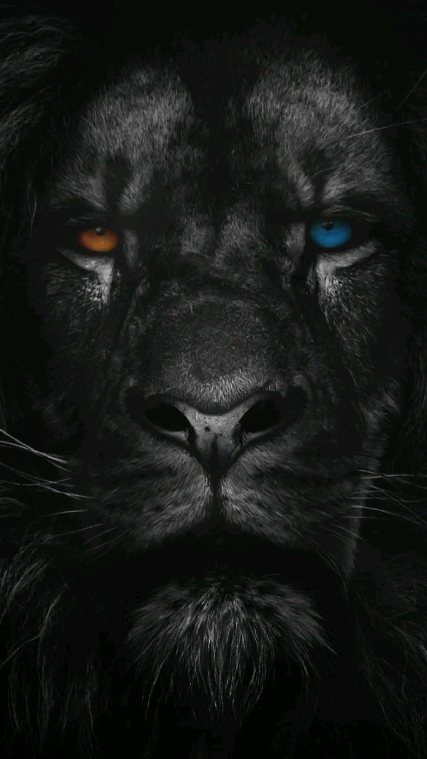 Black Lion, one orange and one blue eye, dark background, 2K Phone Wallpaper