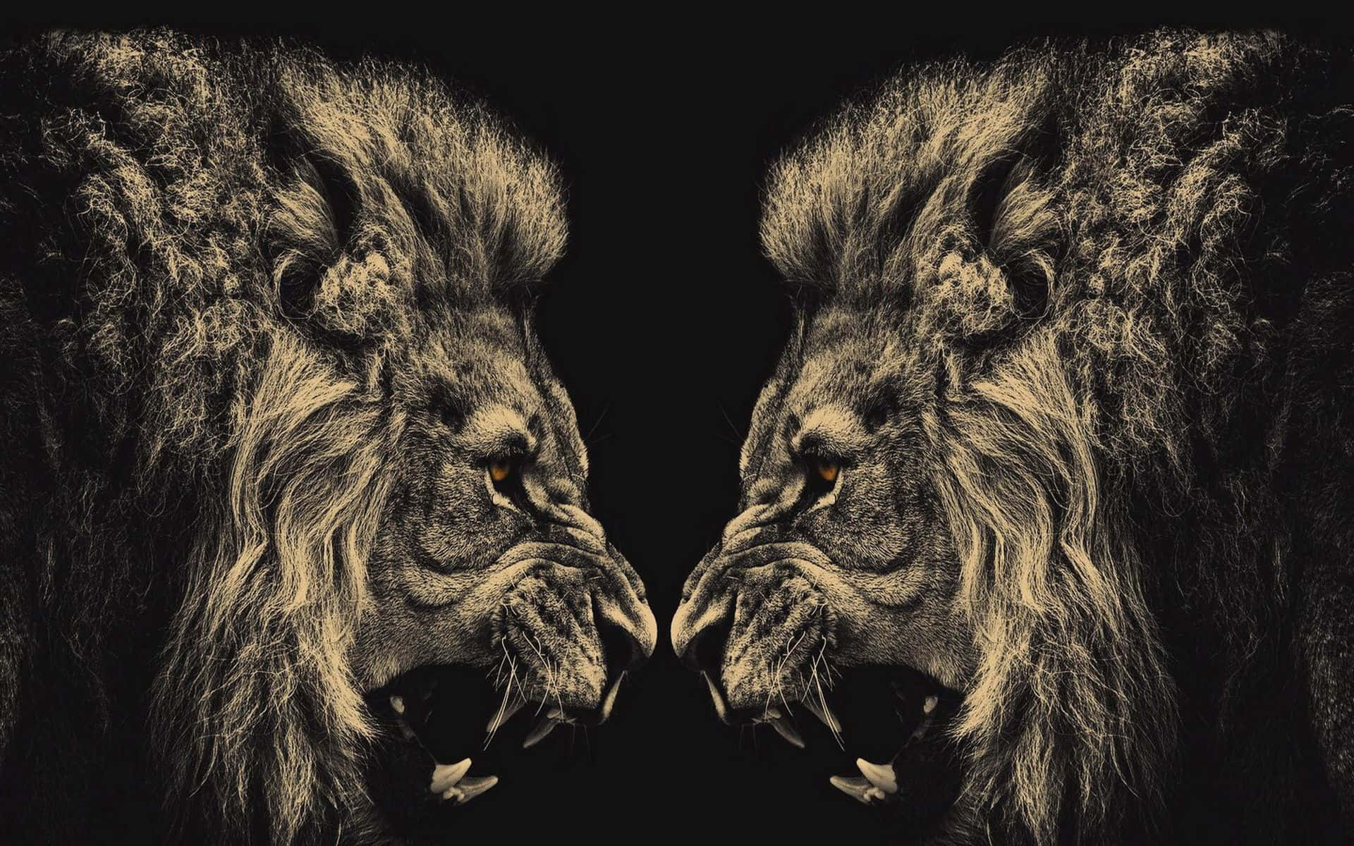 Black Lion, black background, two majestic lions, Full HD Desktop Wallpaper