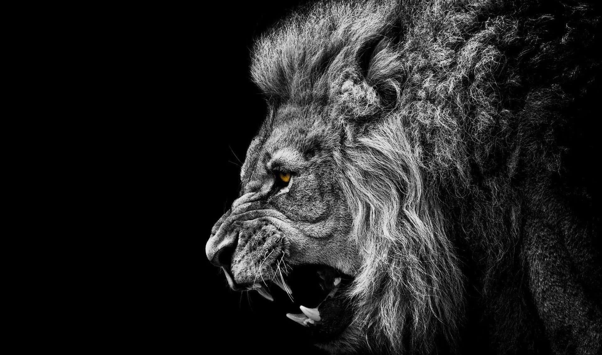 Black Lion, monochrome, glowing amber eyes, Full HD Desktop Wallpaper