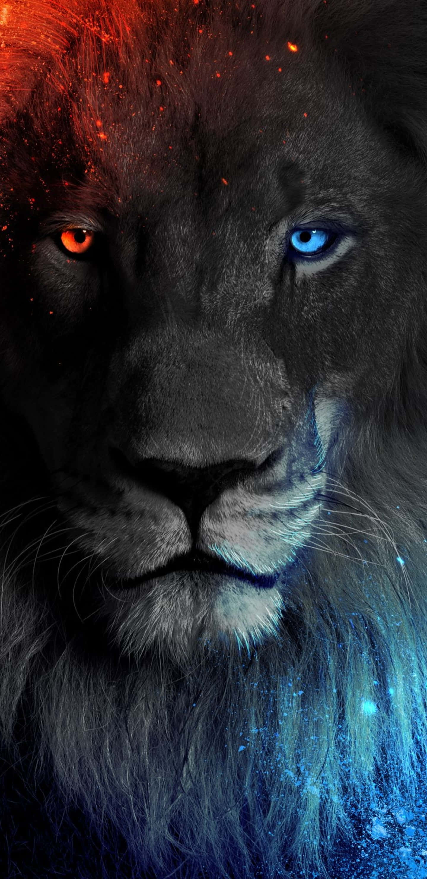 Black Lion, fiery orange eye, icy blue eye, 2K Phone Wallpaper
