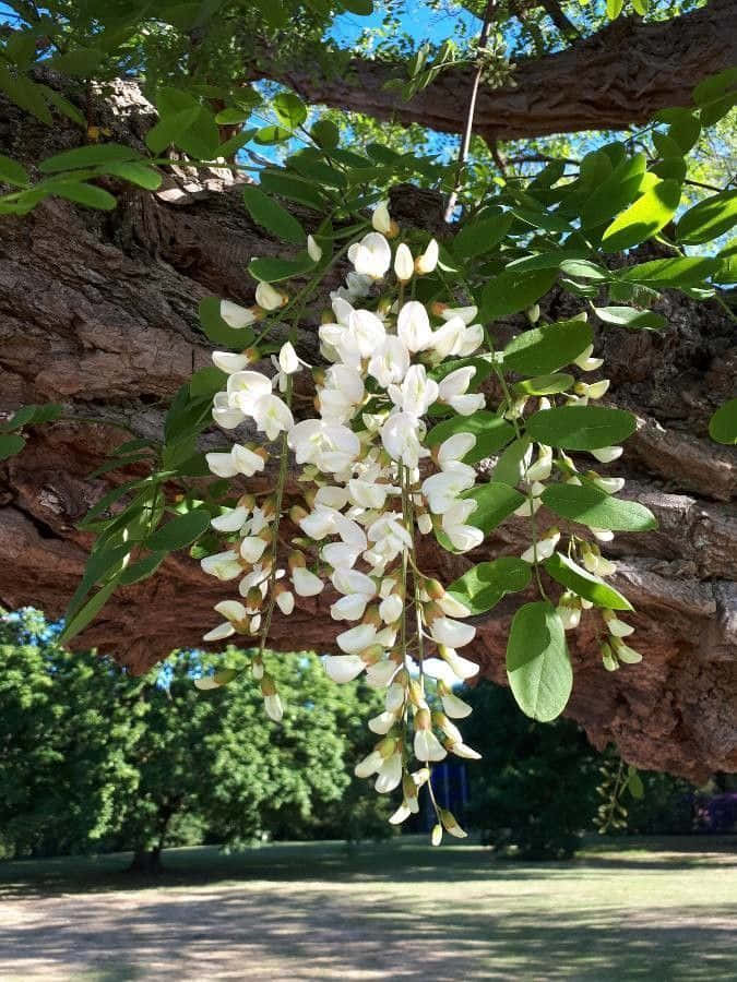Black Locust, white flowers, gnarled tree branch, SD Phone Wallpaper