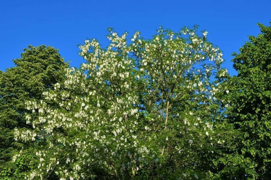 Black Locust, blossoming tree, white flowers, SD Desktop Wallpaper