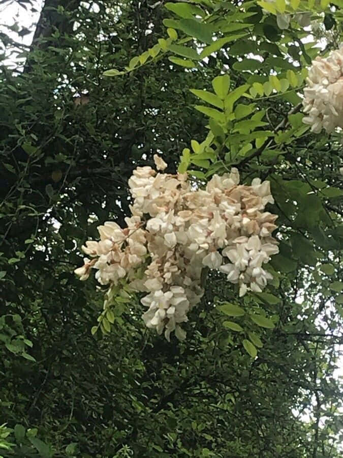 black locust, white flowers, lush green tree branch, SD Phone Wallpaper
