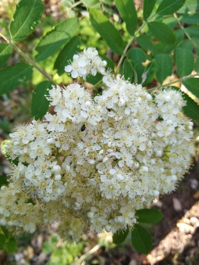 Black Locust, white flowers, tiny black insect, SD Phone Wallpaper