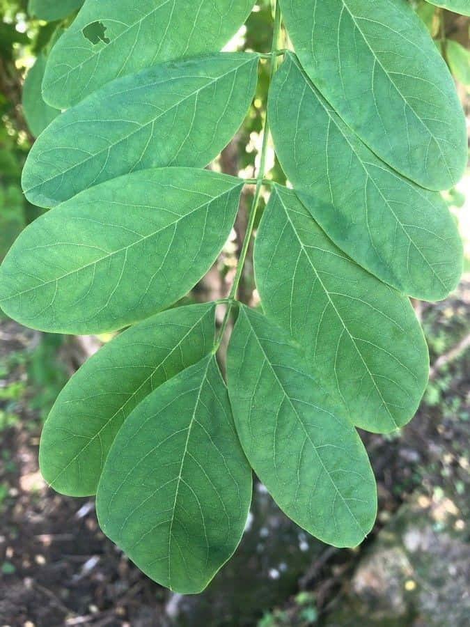 Black Locust, compound leaves, veins, SD Phone Wallpaper
