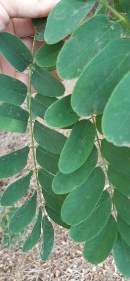 Black Locust, compound leaves, dry earth, SD Phone Wallpaper
