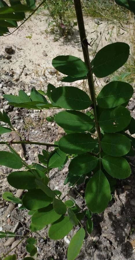 Black Locust, compound leaves, thorny stem, SD Phone Wallpaper