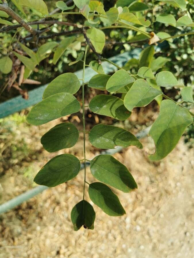 Black Locust, compound leaf, vibrant green leaflets, SD Phone Wallpaper