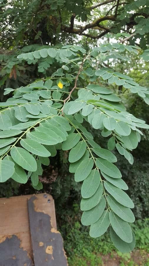 Black Locust, compound leaves, yellow flower, SD Phone Wallpaper