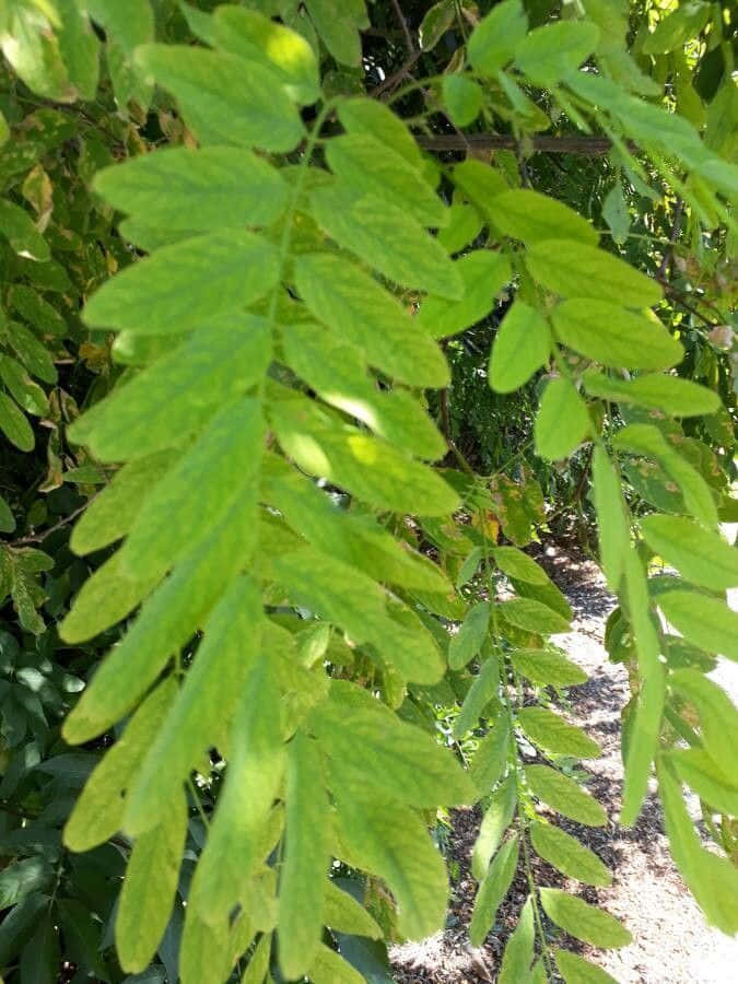 Black Locust, flower, sunlit, SD Phone Wallpaper