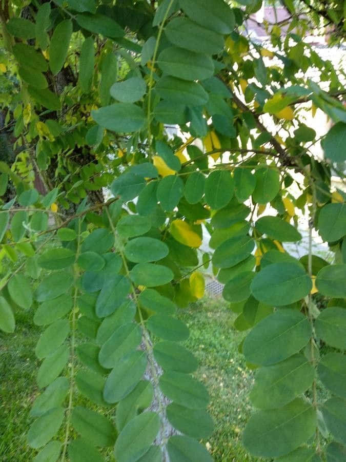 black locust, compound leaves, tree branch, SD Phone Wallpaper