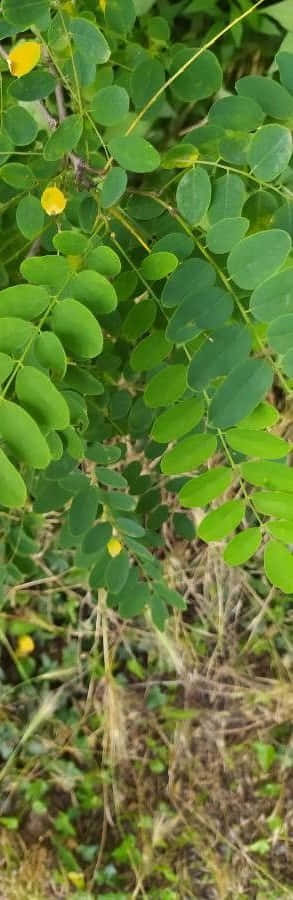 Black Locust, compound leaves, yellow flowers, SD Phone Wallpaper