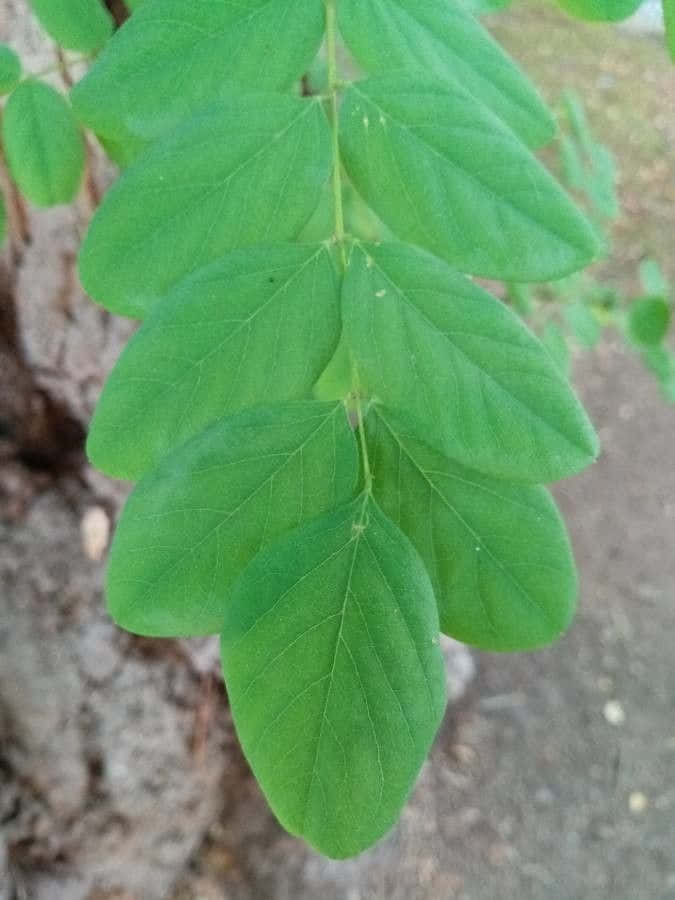 Black Locust, compound leaves, tree trunk, SD Phone Wallpaper