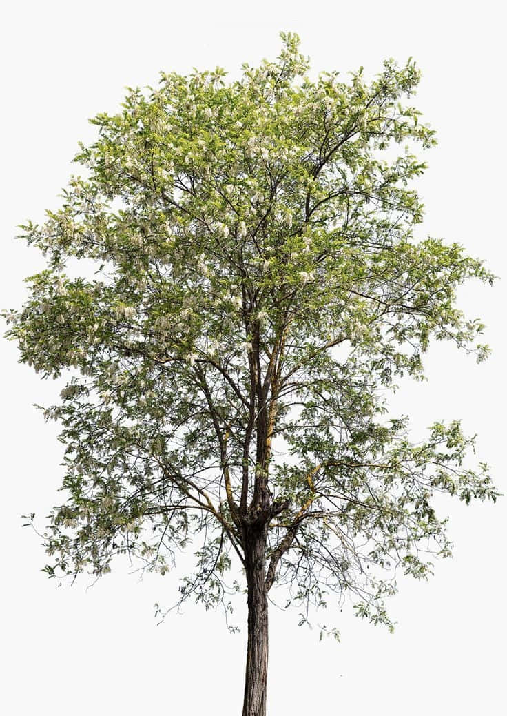 Black Locust, Black Locust Tree, white blossoms, SD Phone Wallpaper