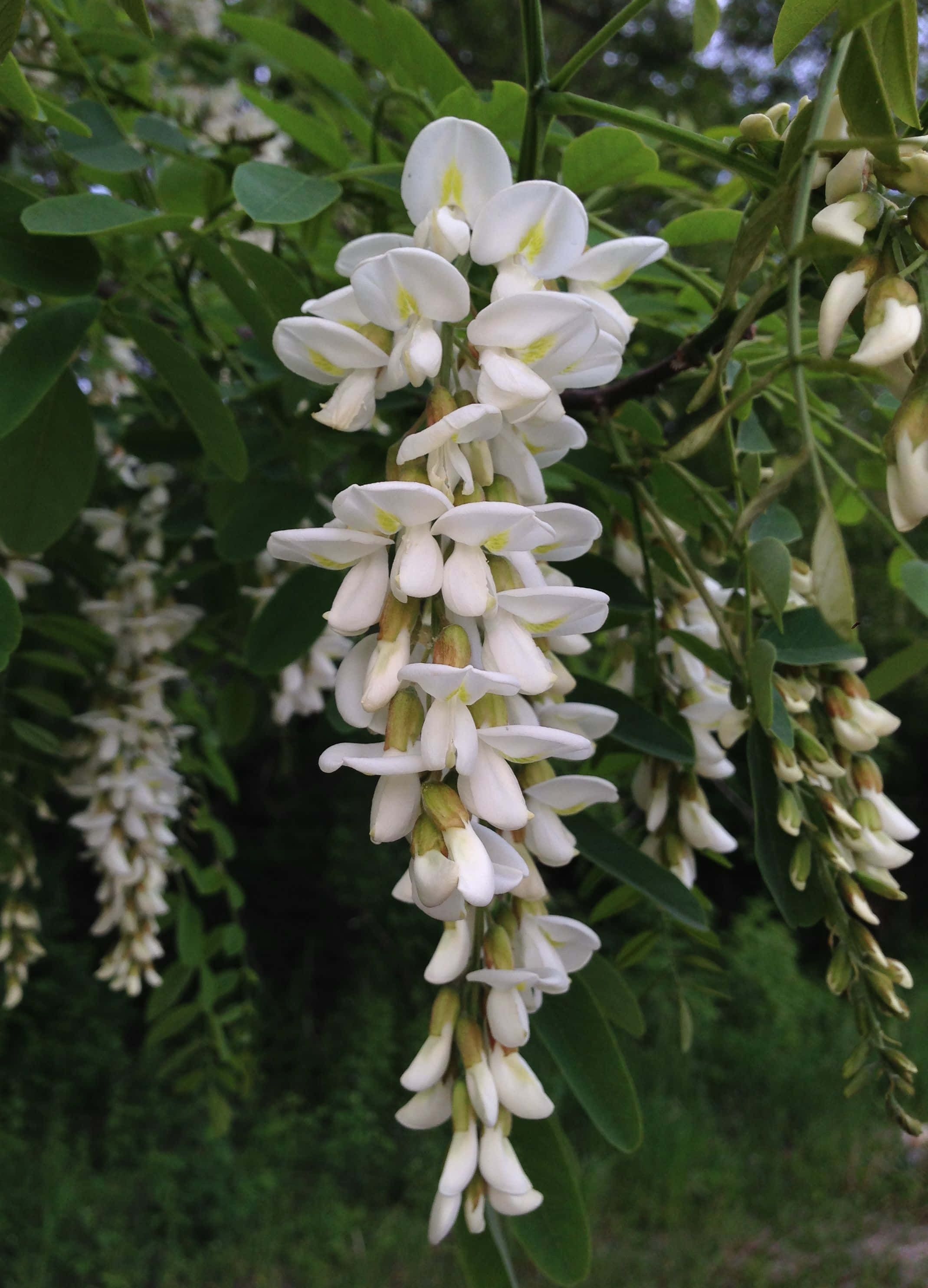 Black Locust, Black Locust Tree, white flowers, 2K Phone Wallpaper