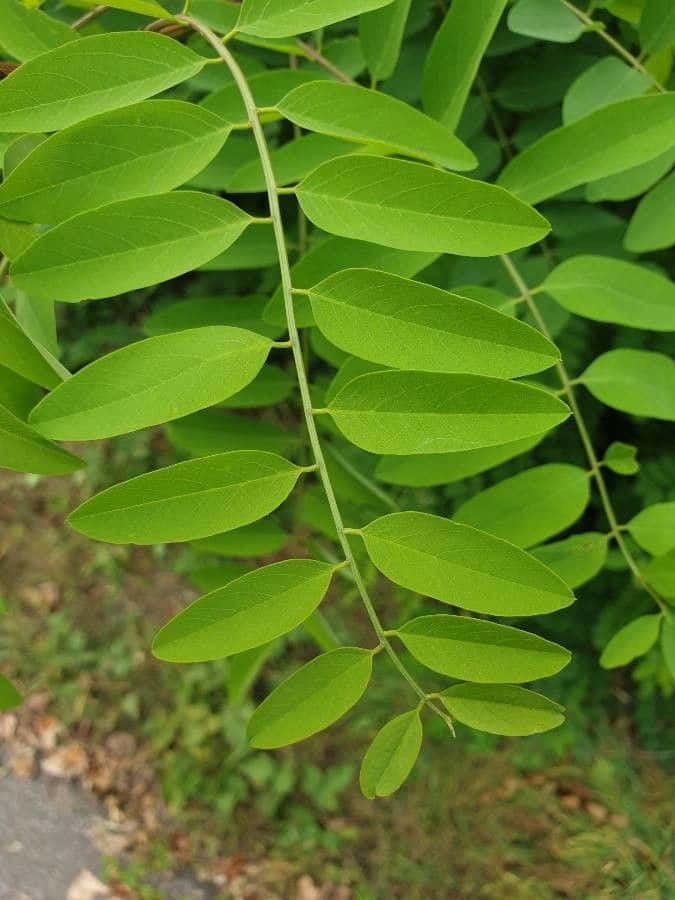 Black Locust, compound leaves, slender branch, SD Phone Wallpaper