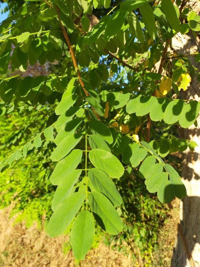Black Locust, green compound leaves, yellow blooms, SD Phone Wallpaper