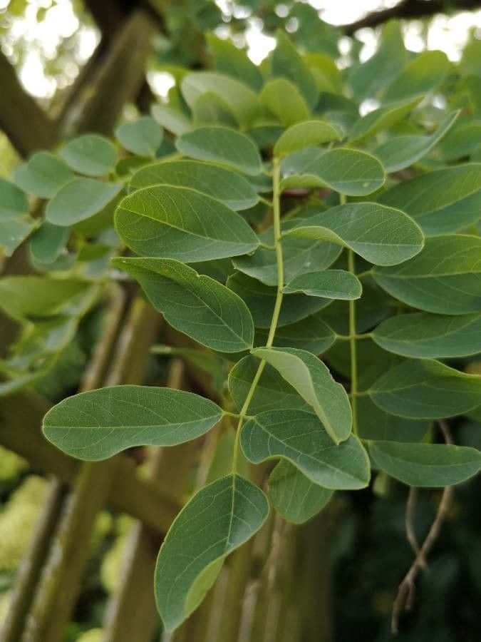 Black Locust, compound leaves, tree branch, SD Phone Wallpaper
