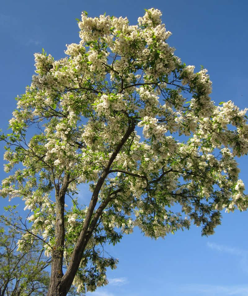 black locust, white flowers, green leaves, SD Phone Wallpaper