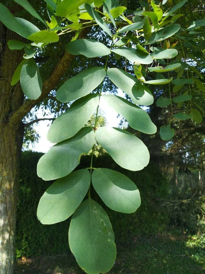 Black Locust, 675 x 900, Sunlight, SD Phone Wallpaper