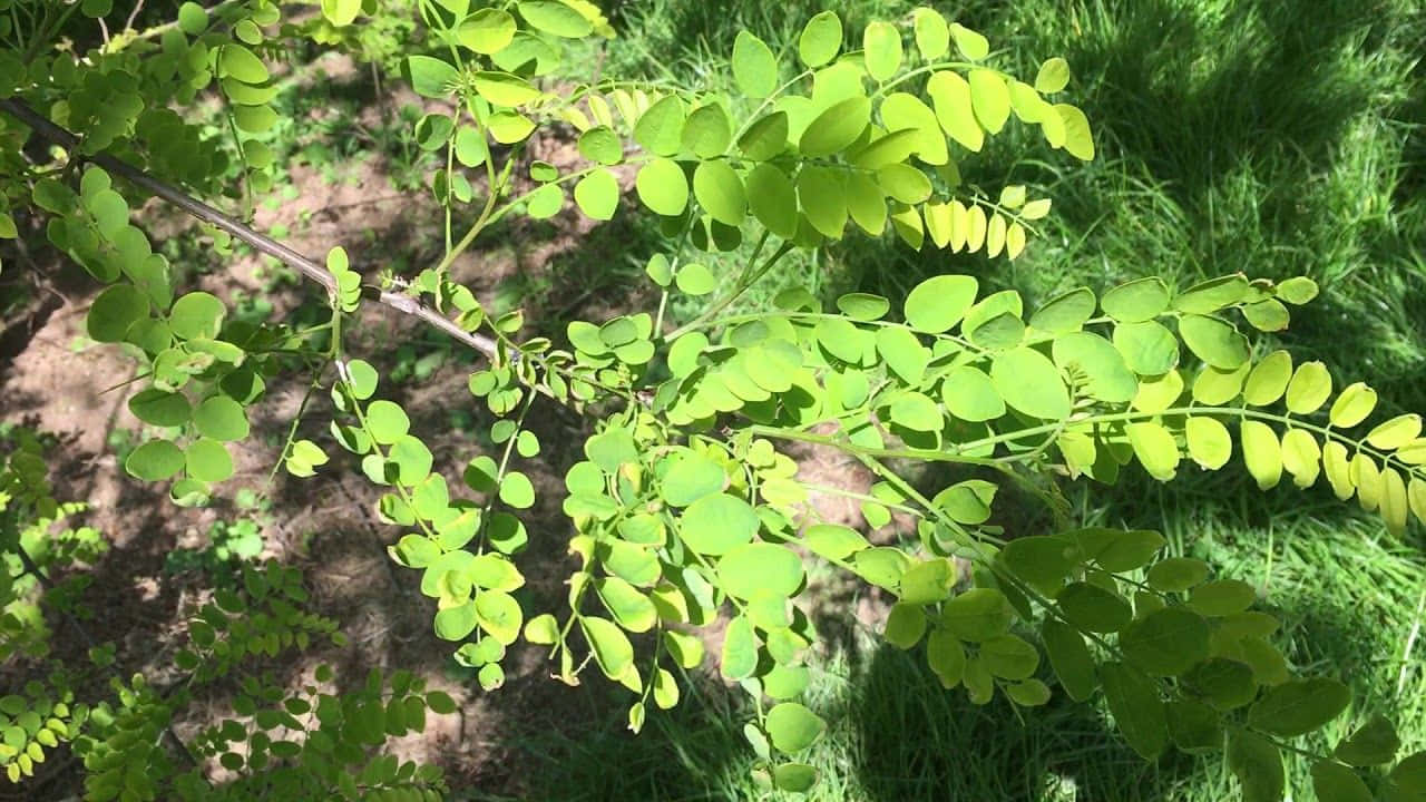 Black Locust, springtime, sunlit branch, HD Desktop Wallpaper