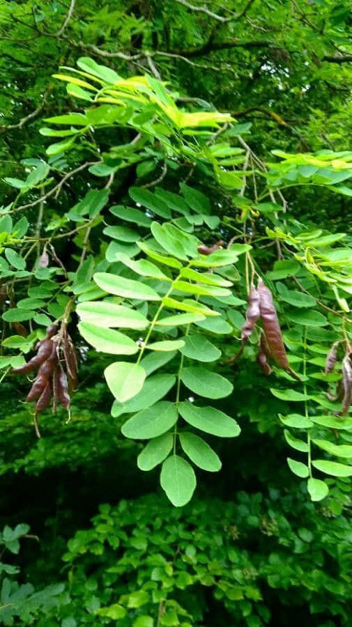 Black Locust, vibrant green leaves, brown seed pods, SD Phone Wallpaper