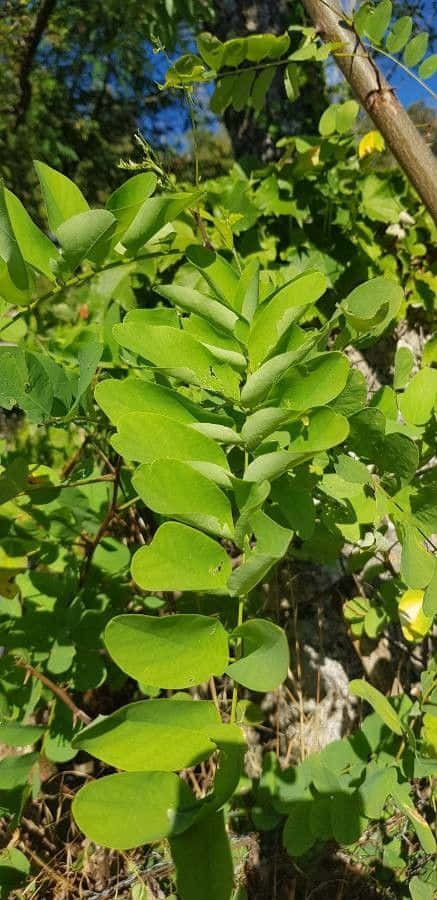 Black Locust, Sunlit green leaves, delicate yellow flowers, SD Phone Wallpaper