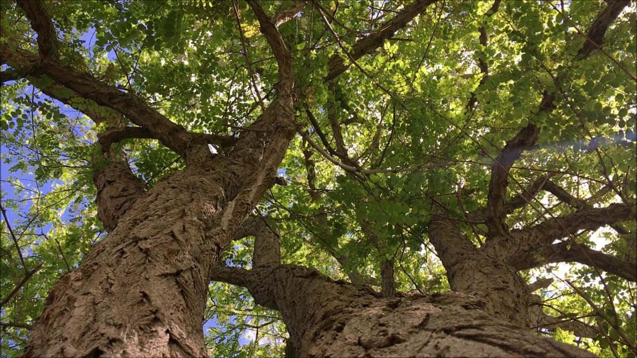 Black Locust Tree, spring, textured bark, HD Desktop Wallpaper
