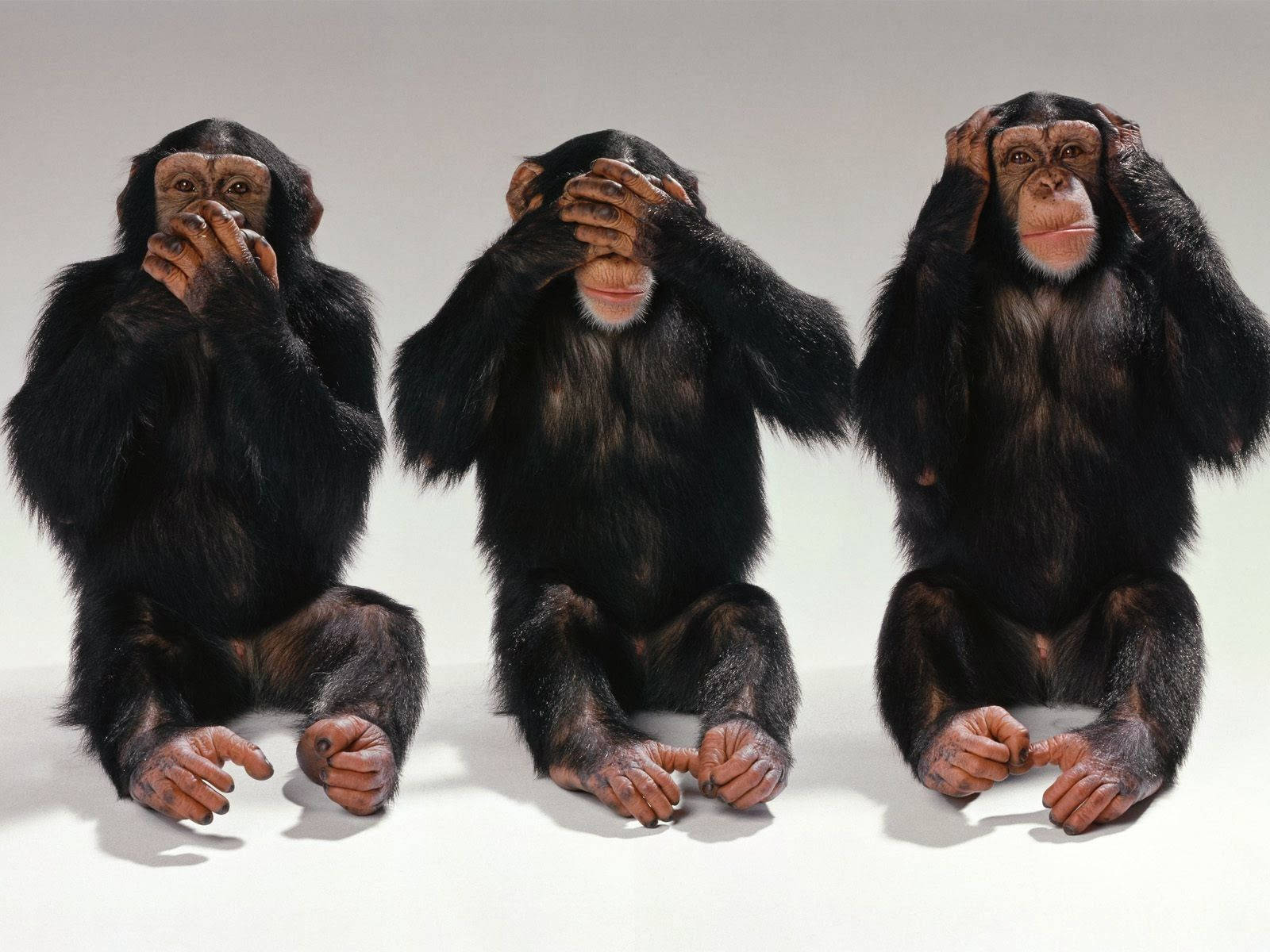 Black Monkey, chimpanzees, see no evil hear no evil speak no evil, HD Desktop Wallpaper