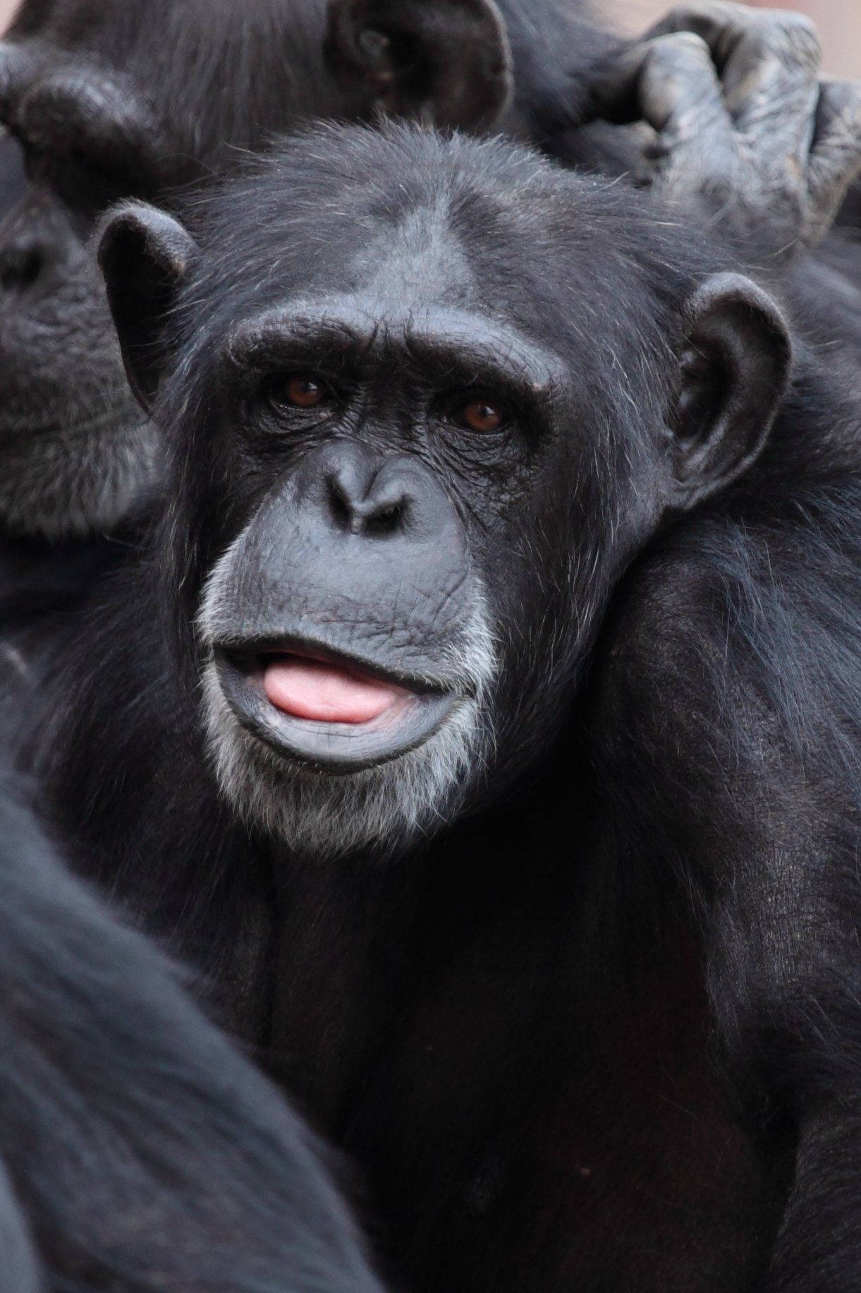 Black Monkey, chimpanzee, brown eyes, HD Phone Wallpaper