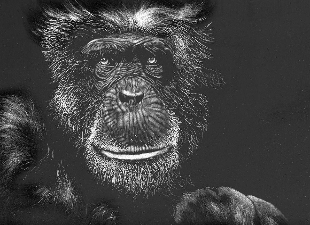 Black Monkey, chimpanzee, charcoal drawing, HD Desktop Wallpaper
