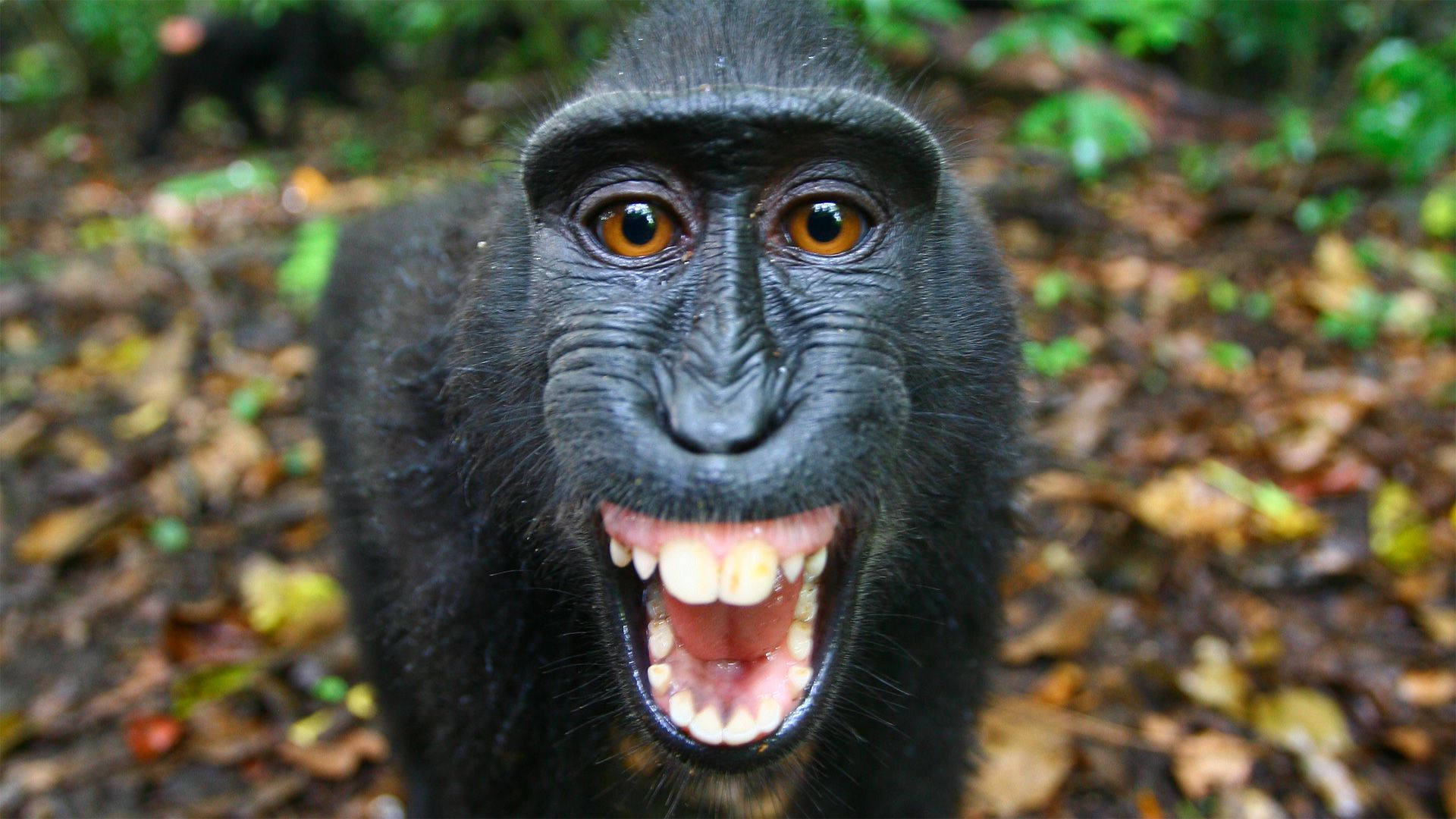 Black Monkey, wide orange eyes, open mouth, Full HD Desktop Wallpaper