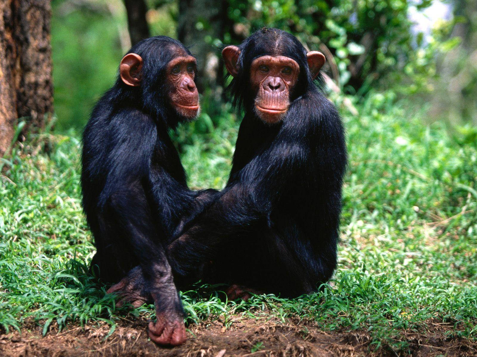 Black Monkey, chimpanzees, grassy forest floor, HD Desktop Wallpaper