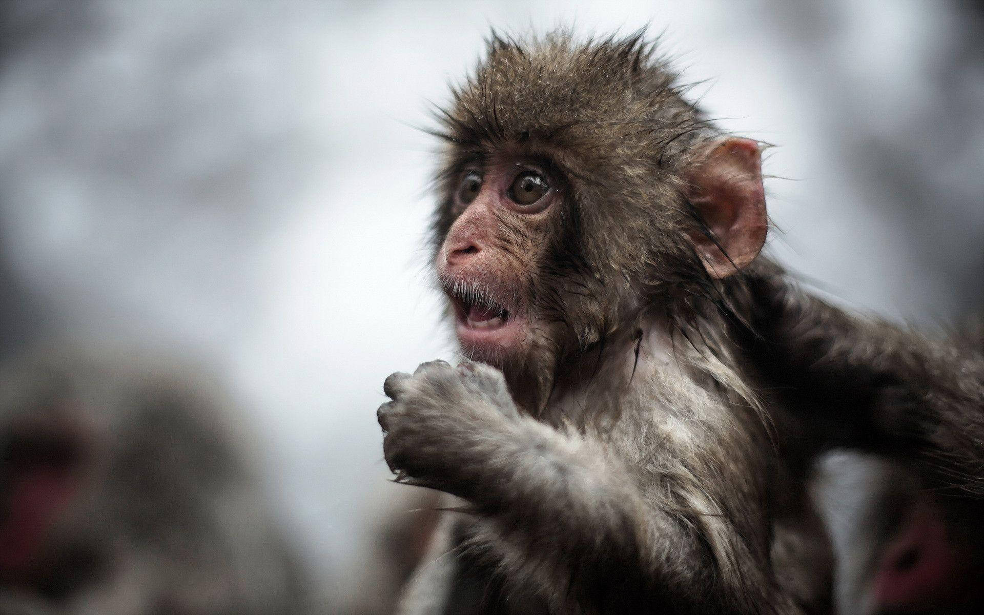 Black Monkey, wet fur, young monkey, Full HD Desktop Wallpaper