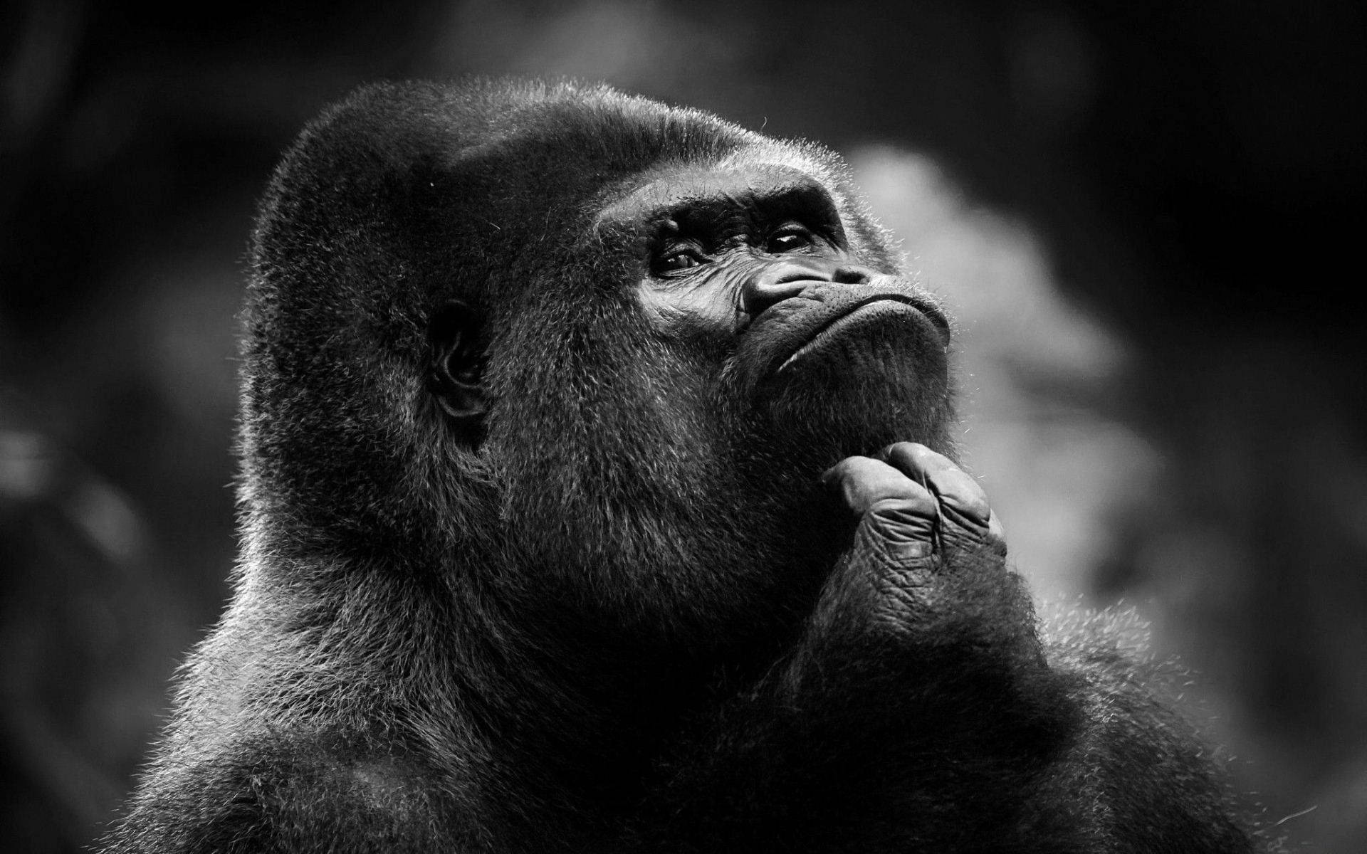 Black Monkey, gorilla, black and white, Full HD Desktop Wallpaper